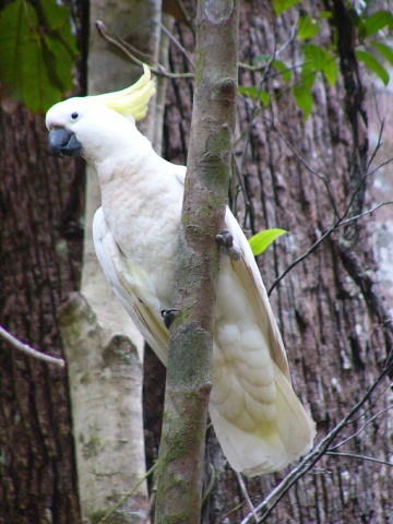 Sulfur-Crested Cockatoo